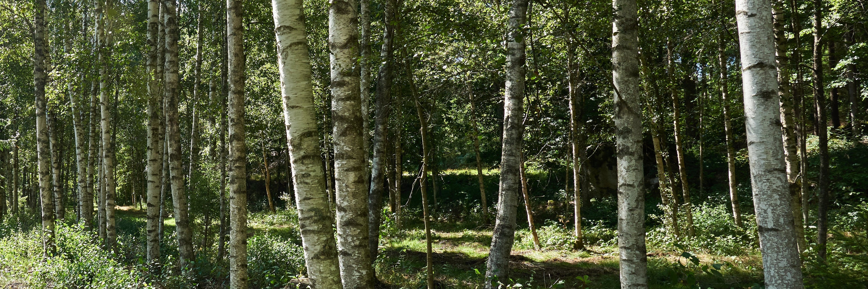 Birch trees — natural inspiration for Birch & Bevel's birchbark handle accent